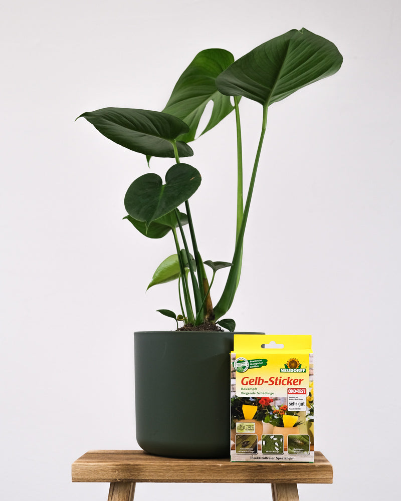 Packung Gelbsticker vor einer Monstera im grünen Topf