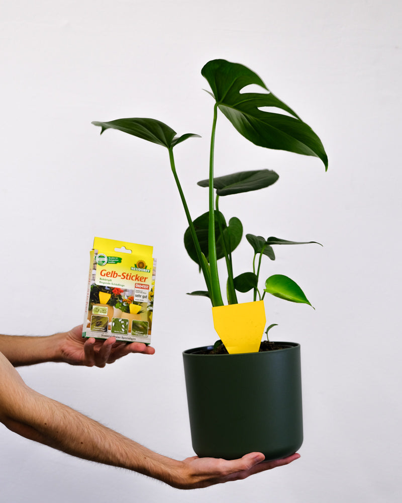 Eine Hand hält eine Packung Gelbsticker und eine Hand hält eine Monstera im grünen Topf