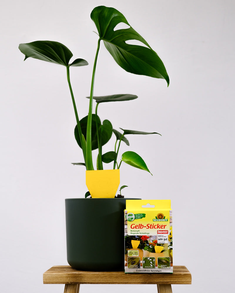 Packung Gelbsticker vor einer Monstera im grünen Topf