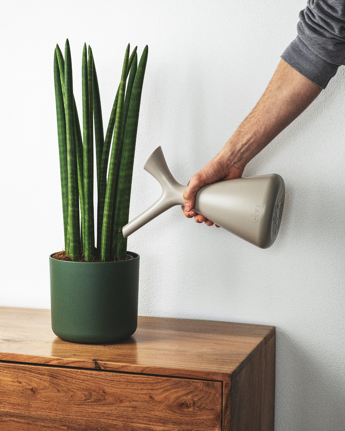 Plunge Giesskanne in Grau, eine Sansevieria Straight in grünem Topf tränkend