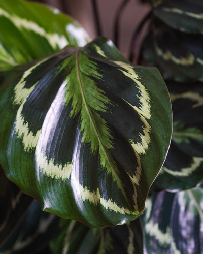 Blatt von Calathea Roseopicta Detailshot