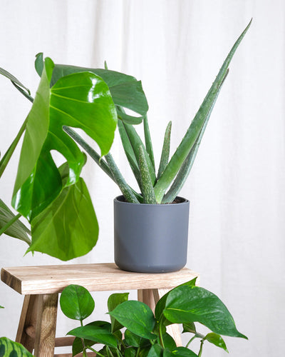 Aloe Vera, Monstera und Efeutute vor beigem Hintergrund, Detailshot