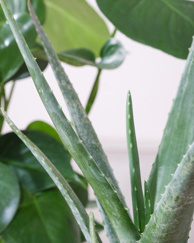 Close-Up Detail Aloe Vera, Monstera im Hintergrund