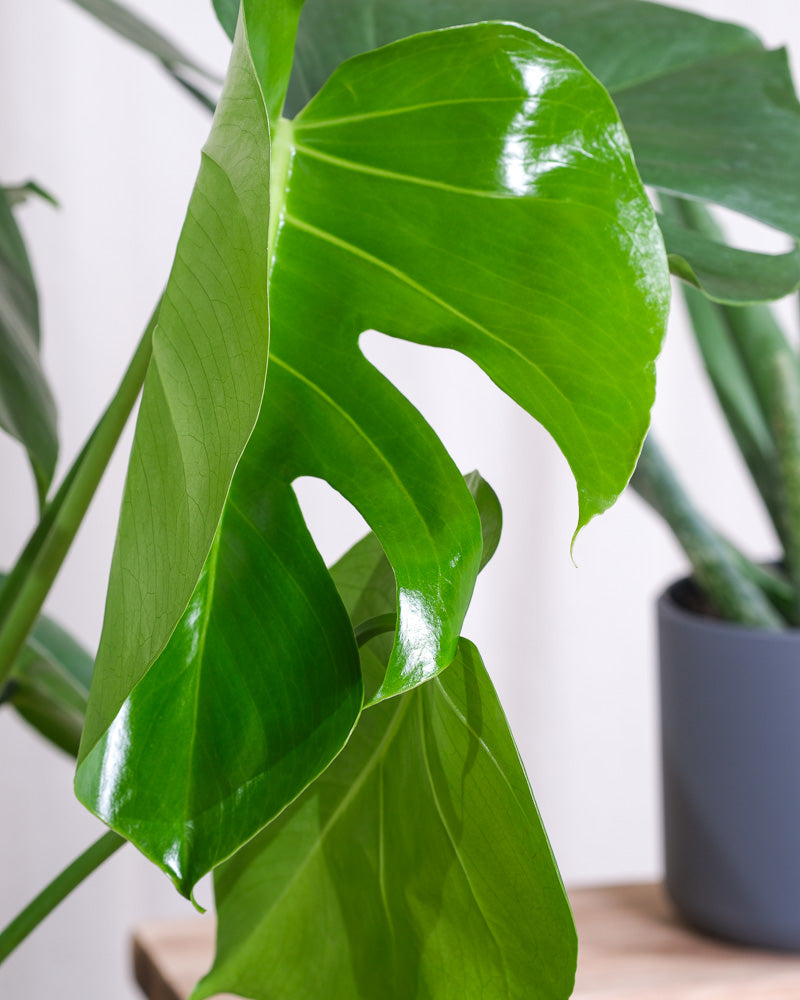 Blatt von grosser Monstera, Detailshot