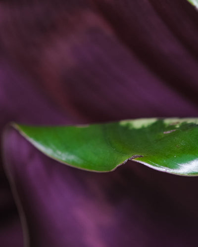 leicht eingerissenes Blatt einer Calathea Roseopicta, Detailshot