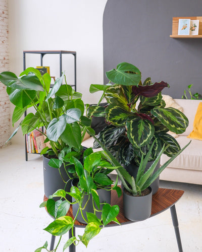 grosse Monstera, Calathea Roseopicta, Aloe Vera und grosse Efeutute in antrazith Übertöpfen in Wohnzimmer Setting