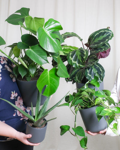 grosse Monstera, Calathea Roseopicta, Aloe Vera und grosse Efeutute werden ins Bild gehalten vor beigem Hintergrund