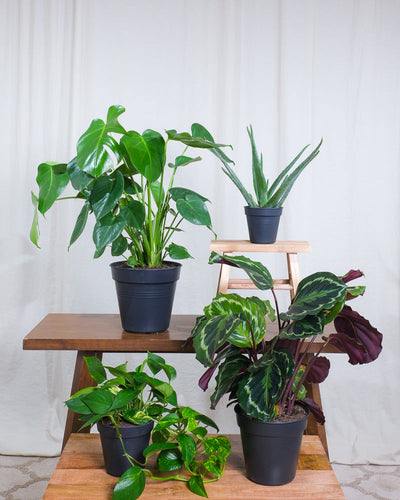 grosse Monstera, Calathea Roseopicta, Aloe Vera und grosse Efeutute auf Holztischen, ohne Übertöpfe vor beigem Hintergrund