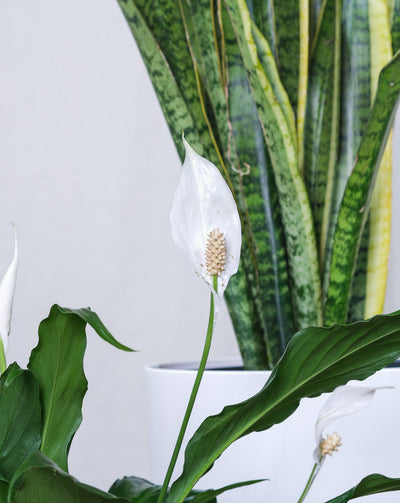 Blätter und Blüte von grossem Einblatt, im Hintergrund grosse Schwiegermutterzunge, Detailshot 