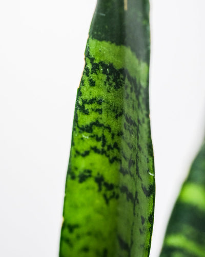 Detail eines Blatts der grünen Schwiegermutterzunge