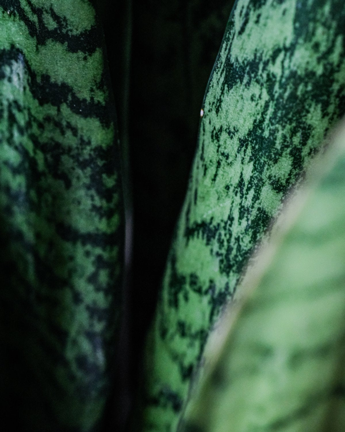 Details von Blättern der grossen grünen Schwiegermutterzunge