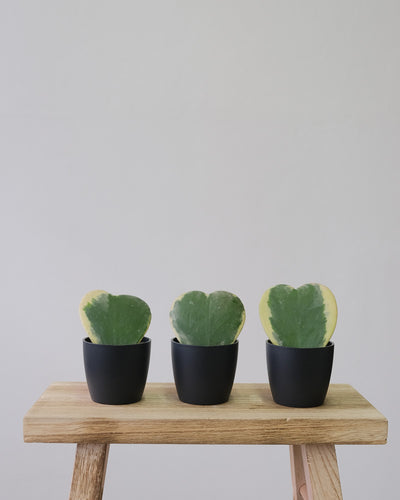 Baby Herzblatt Trio, mit schwarzem Übertopf, auf einem Holzschemmel 