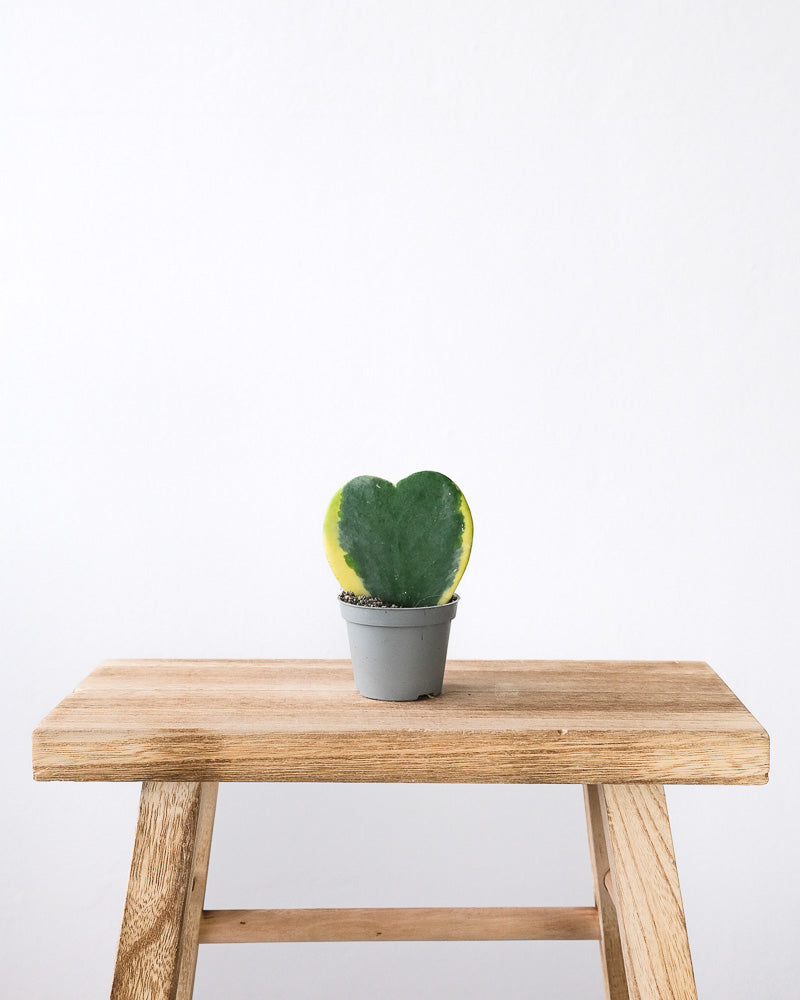 Panaschiertes Herzblatt ohne Übertopf auf einem Holzhocker