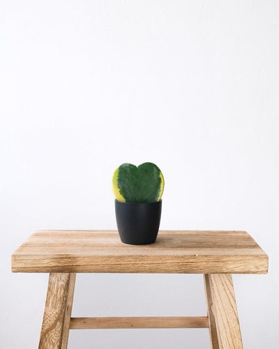 Panaschiertes Herzblatt in einem schwarzen Topf auf einem Holzhocker