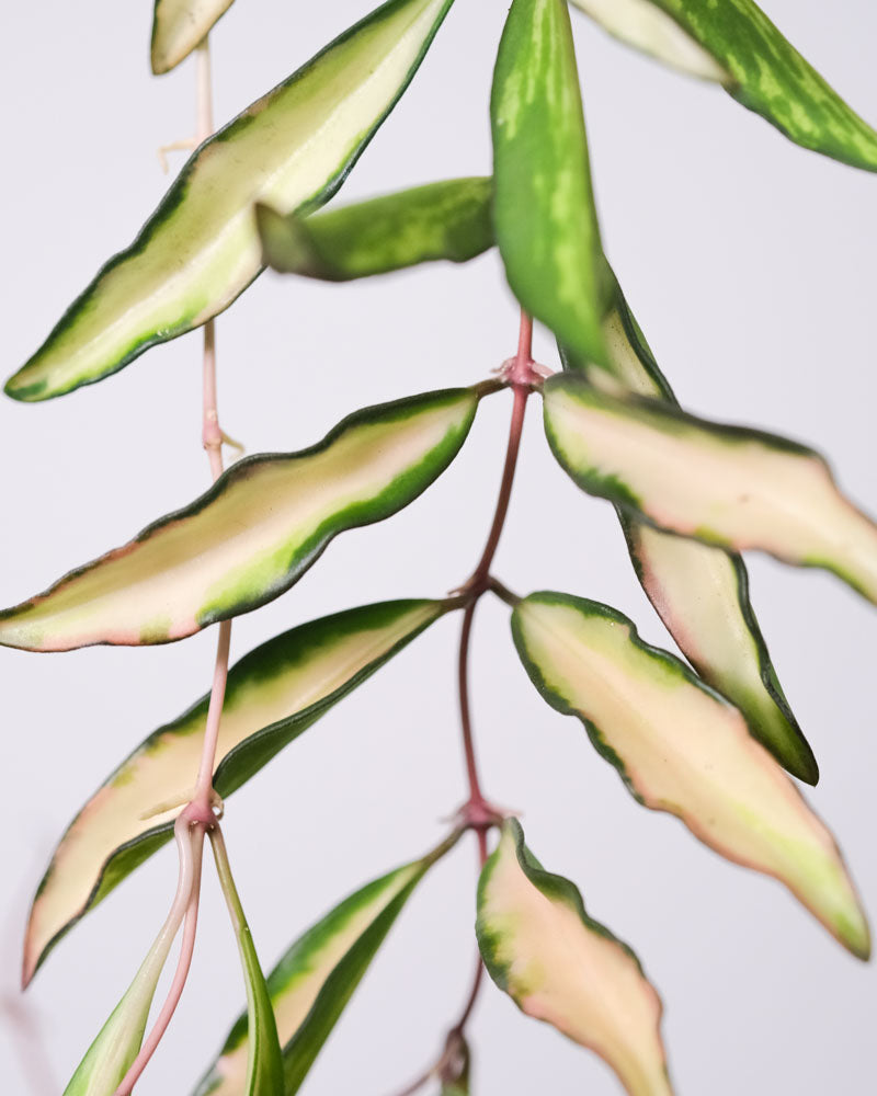 Trieb der Hoya Wayetii Tricolor mit schmalen, länglichen Blättern dran