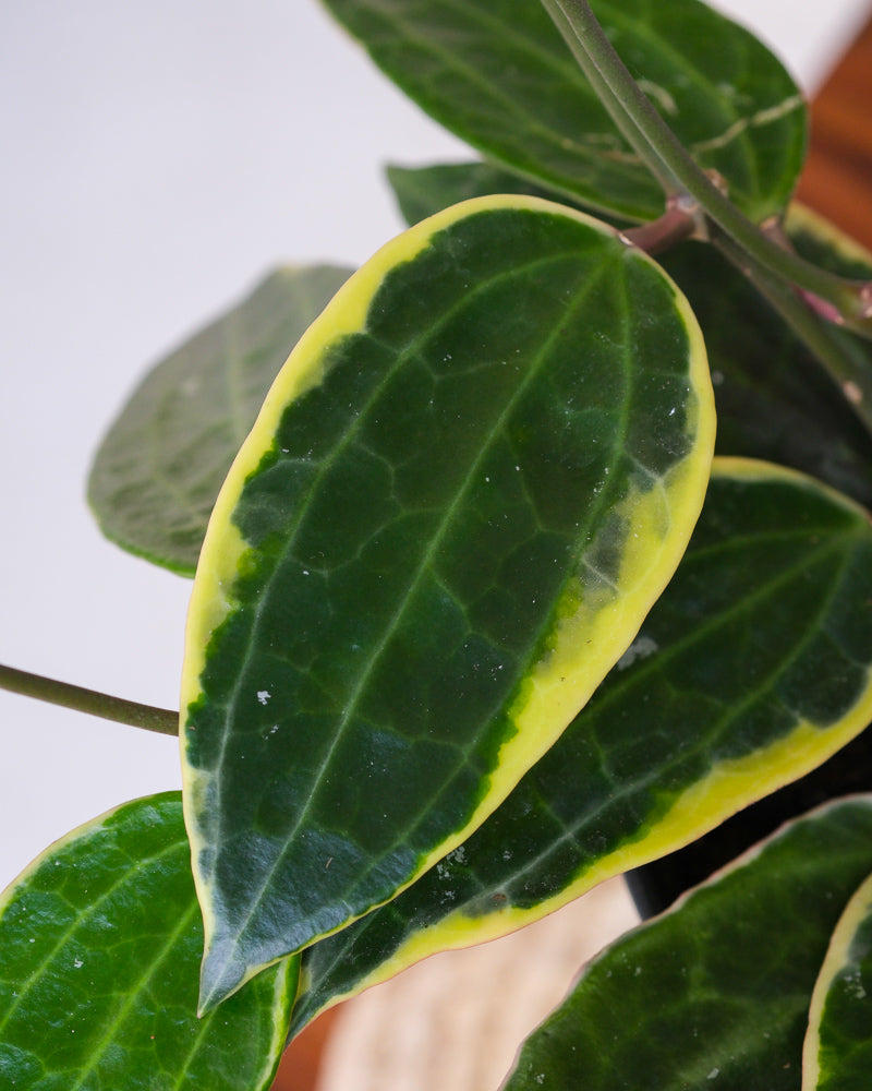 Detailaufnahme Hoya macrophylla Blatt