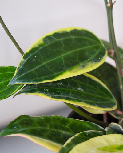 Detailaufnahme Hoya macrophylla Blatt