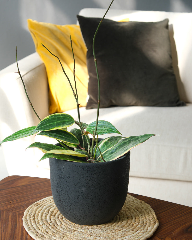 Hoya macrophylla in einem schwarzen Keramiktopf von feey auf einem Holztisch im Wohnzimmer
