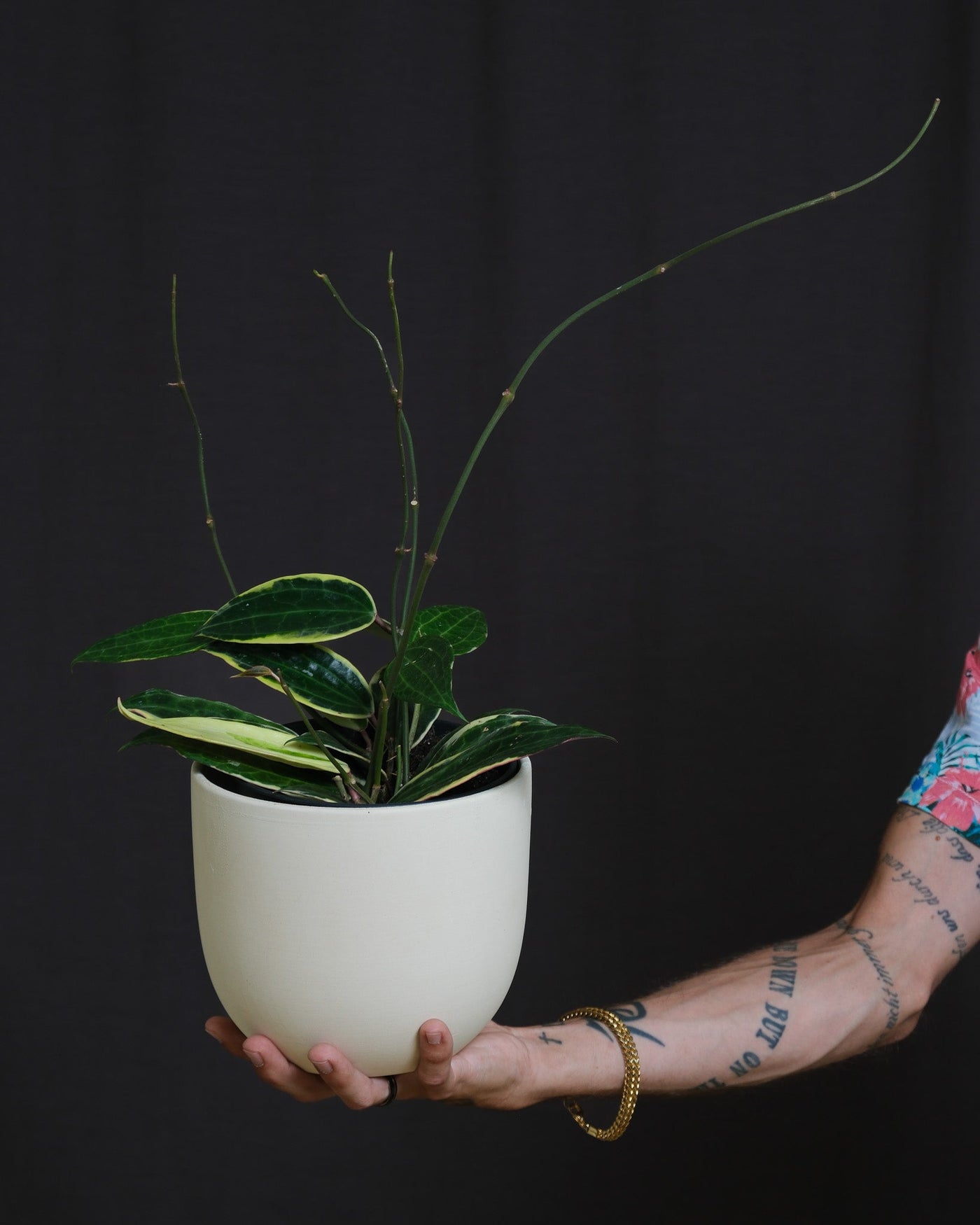 Mann hält eine Hoya macrophylla in einem weissen Keramiktopf von feey in der Hand