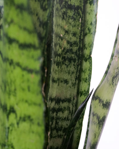 Detailaufnahme vom Blatt der kleinen Grünen Schwiegermutterzunge