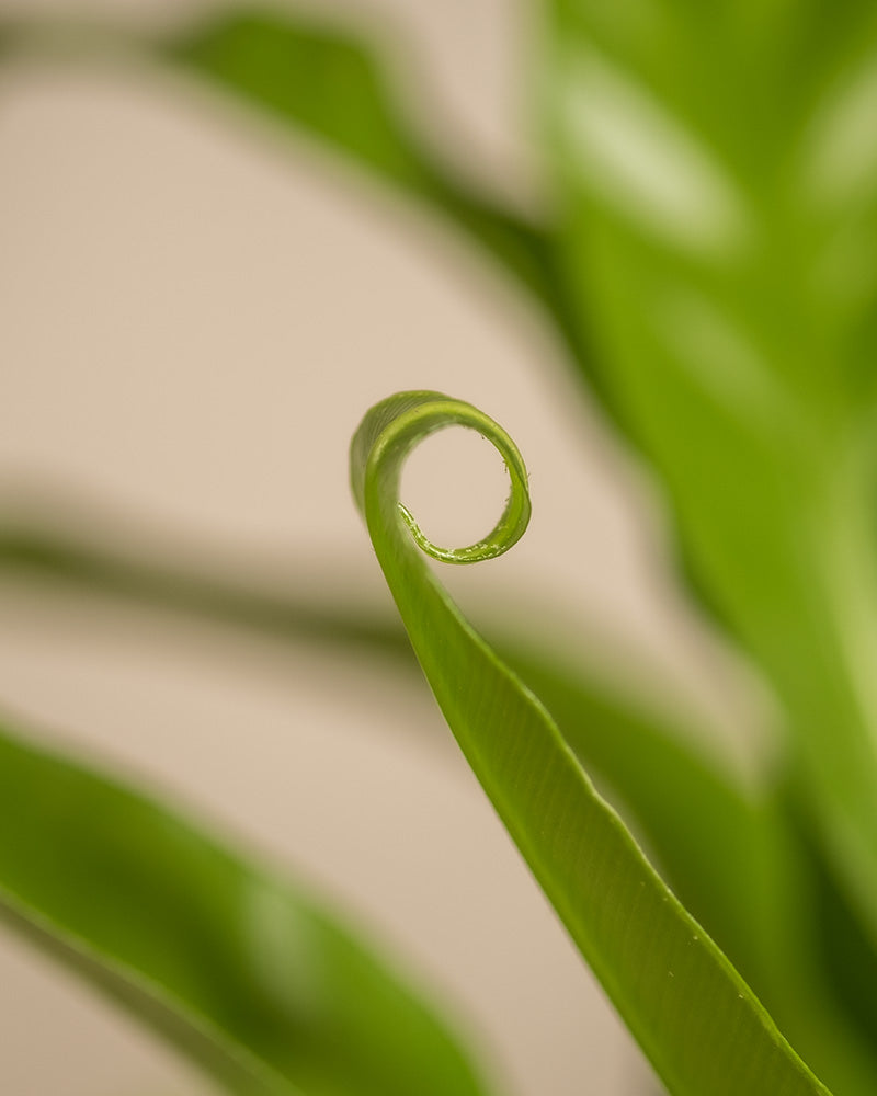 Nahaufnahme einer grünen Blattspitze, die sich spiralförmig windet. Der Hintergrund ist in sanftem Beige gehalten und schafft eine sanfte und minimalistische Kulisse, die die detaillierte Textur und natürliche Form des Kleinen tierfreundlichen Pflanzen-Sets hervorhebt.