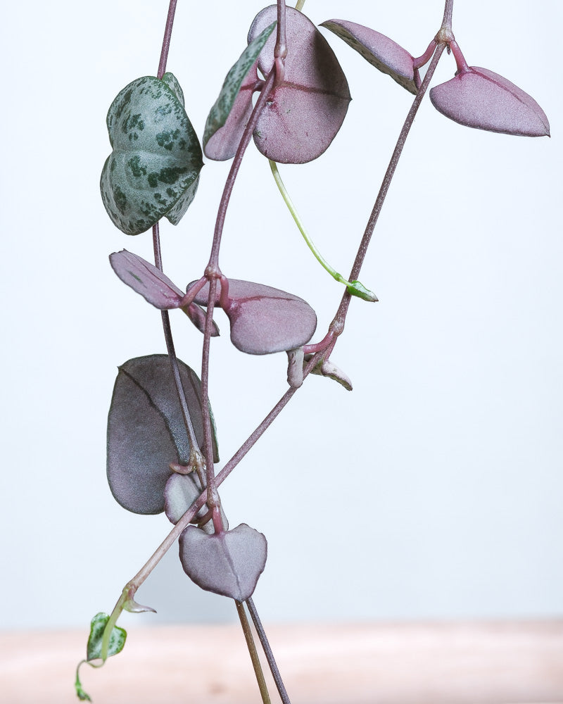 Baby Leuchterpflanze, Detailshot der Blätter