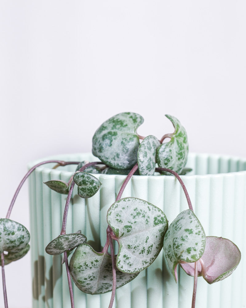 Baby Leuchterpflanze, Detailshot Blätter und mintgrüner Übertopf