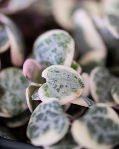 Weiß umrandete, herzförmige Blätter der Leuchterpflanze weiß mit leichtem Pinkanteil