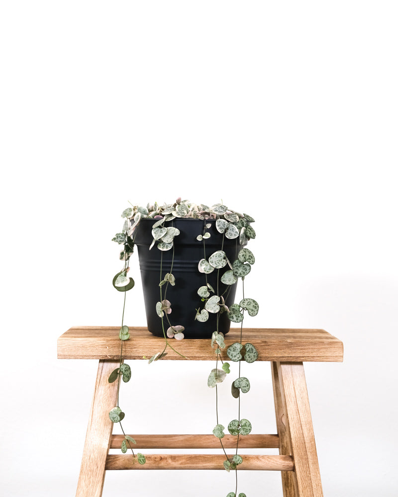 Leuchterpflanze weiß in schwarzem Innentopf