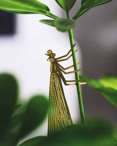Messing-Libelle klettert an Pflanzentrieb nach oben
