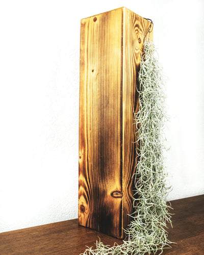 Ein langer Strang Spanisches Moos ist an einem grossen Holzblock angemacht und wächst daran herunter.