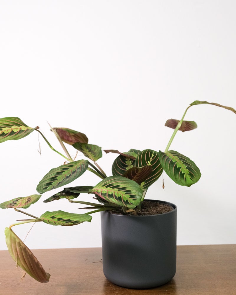 Maranta in Anthrazit-Topf