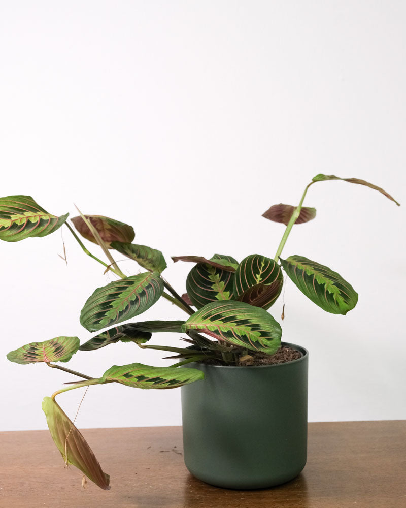 Maranta in grünem Topf