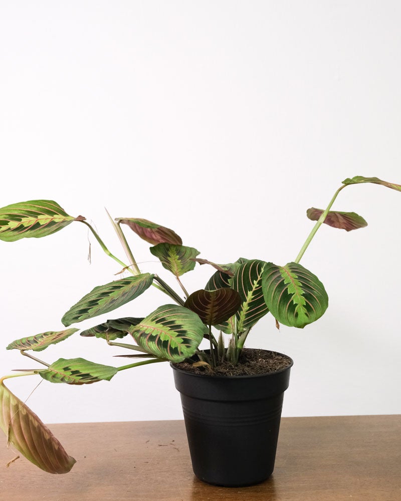 Maranta in schwarzem Innentopf