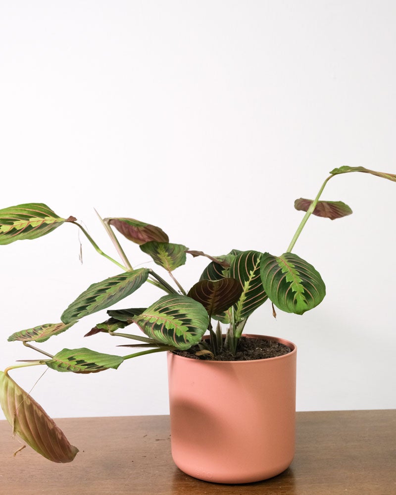 Maranta in pinkem Topf