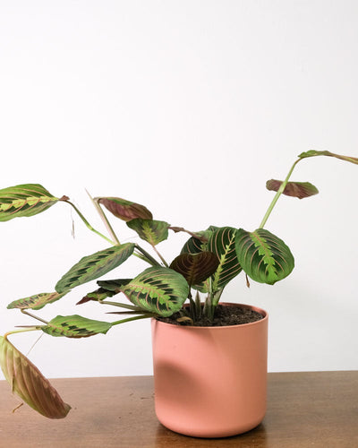 Maranta in pinkem Topf