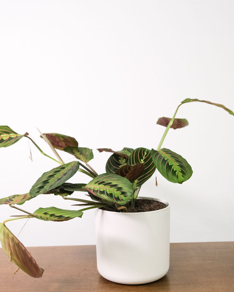 Maranta in weissem Topf