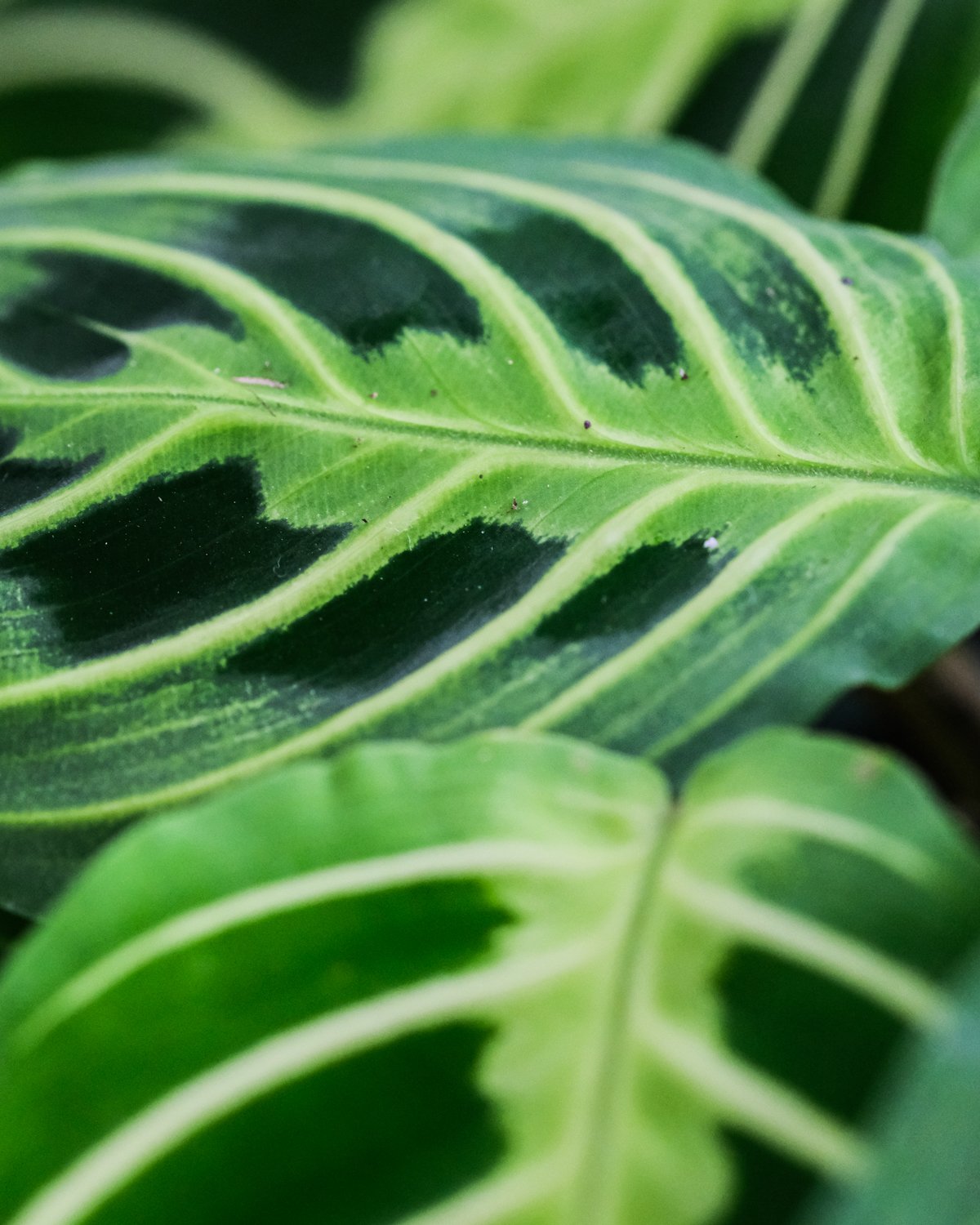Nahaufnahme von Maranta Lemon Lime Blätter
