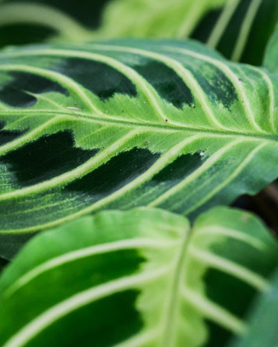 Nahaufnahme von Maranta Lemon Lime Blätter