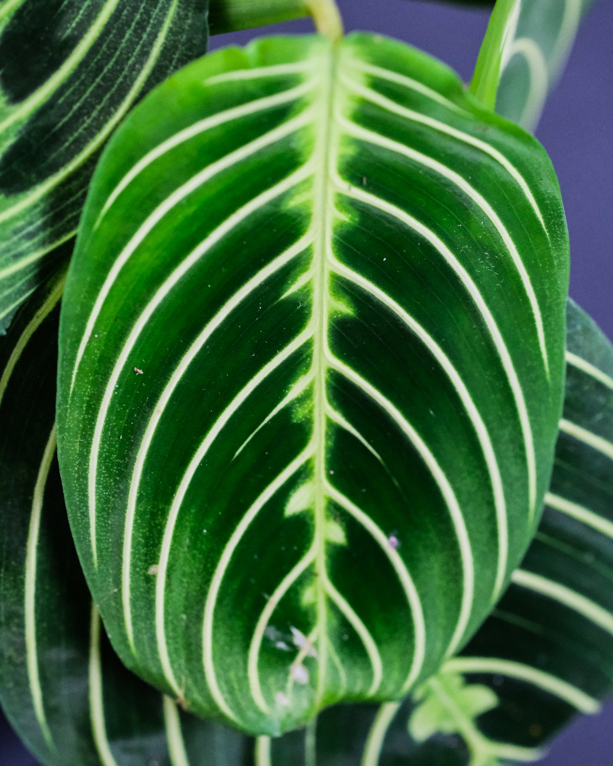 Nahaufnahme von einem Maranta Lemon Lime Blatt
