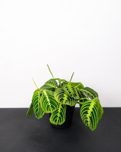 Maranta Lemon Lime Rarität mit hellgrünen Blättern ohne Übertopf auf schwarzem Tisch vor weisser Wand