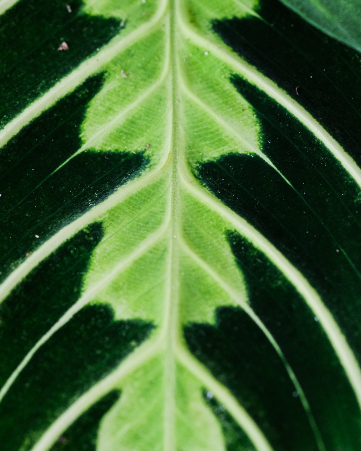 Nahaufnahme von einem samtigen Maranta Lemon Lime Blatt