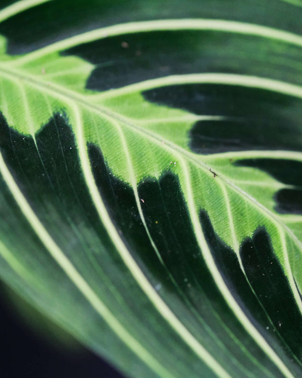 Nahaufnahme von einem Maranta Lemon Lime Blatt