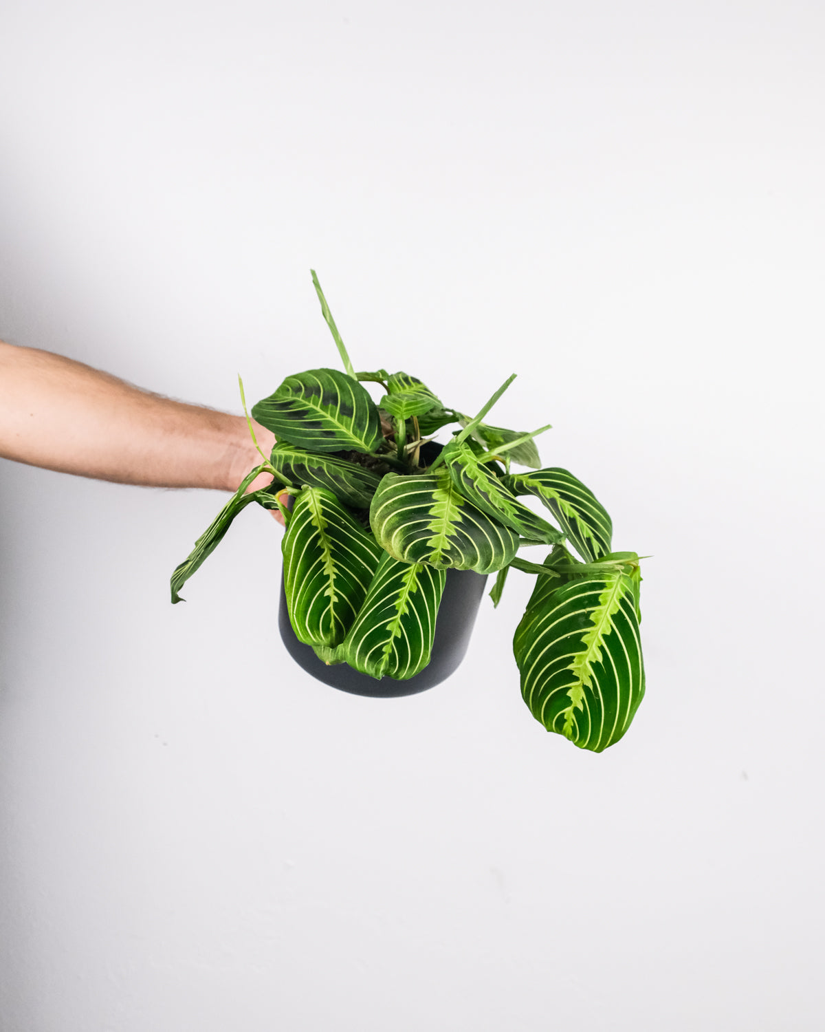 Maranta Lemon Lime im Anthrazit Übertopf vor einer weissen Wand, gehalten von einer Hand von links.