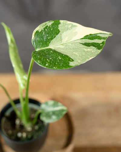 Monstera deliciosa 'Thai Constellation' Babypflanze