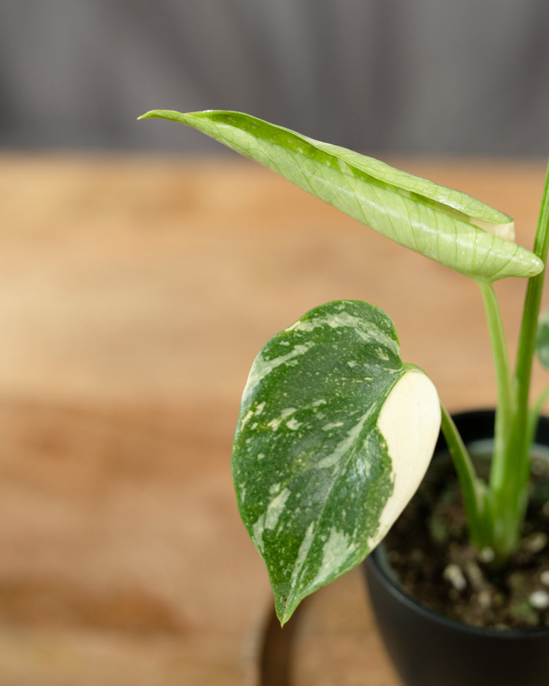 Monstera deliciosa 'Thai Constellation' Babypflanze
