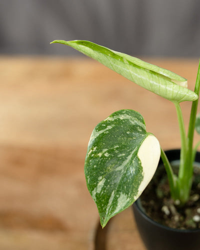 Monstera deliciosa 'Thai Constellation' Babypflanze