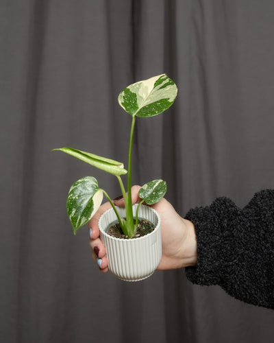 Monstera deliciosa 'Thai Constellation' Babypflanze