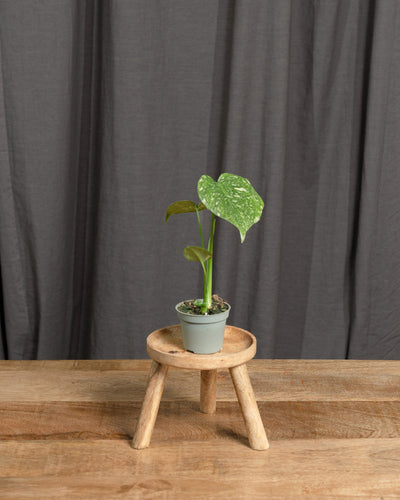Monstera deliciosa 'Thai Constellation' Babypflanze
