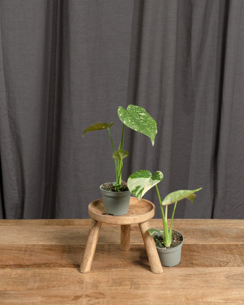 Monstera deliciosa 'Thai Constellation' Babypflanze